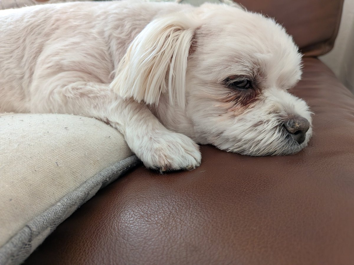 Club夜遊＠Twitch tweet media