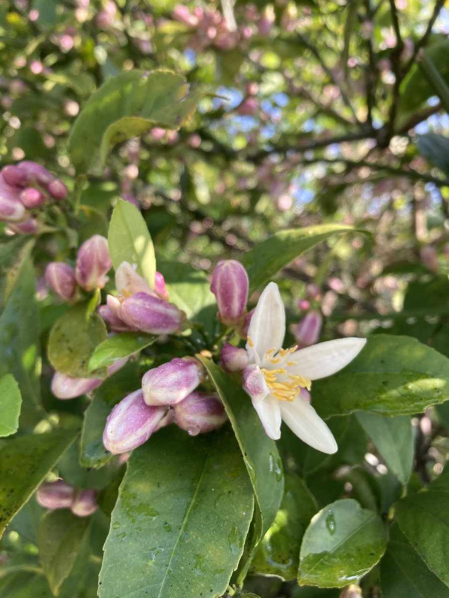 ______orz's tweet image. 🍋レモンの花🍋

#花 🌸  #flowers 🌼