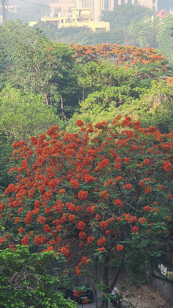 bhullar303's tweet image. Colors of #Dwarka
#Delhi