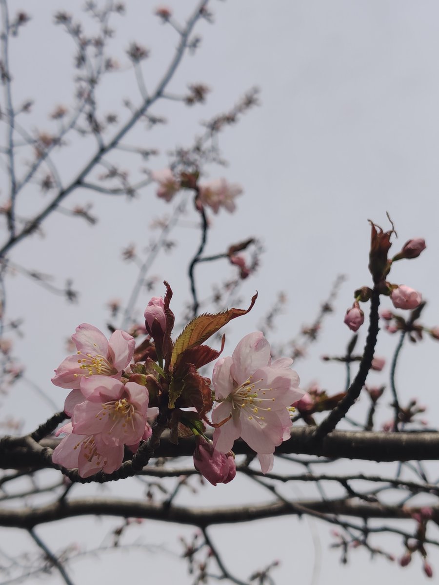 札幌市立大学 tweet media