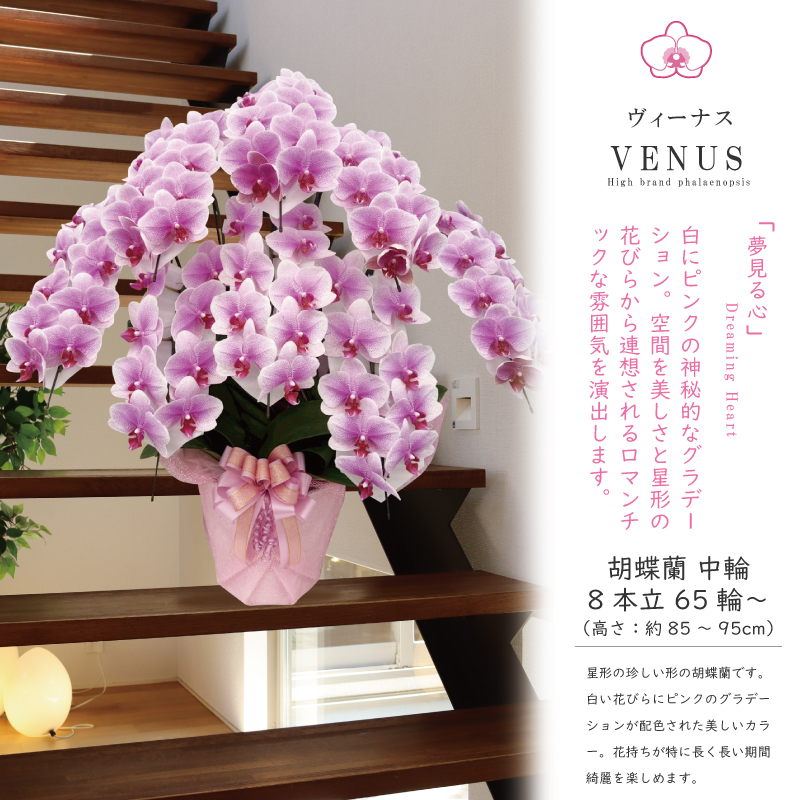 msd_shop's tweet photo. 就任のお祝いで嫁ぎました

★お届けのお花
【ヴィーナス 8本立ち 中輪 65輪～ 白ピンク グラデーション】

★こちらのお花情報
https://t.co/dlOBuAFA0l

■楽天市場のMSDナーセリー
https://t.co/Vl350aHR5l

#ヴィーナス #就任祝 #純国産の胡蝶蘭 #胡蝶蘭 #msdナーセリーで感謝の気持ちを伝えよう https://t.co/GM3EmH94qU