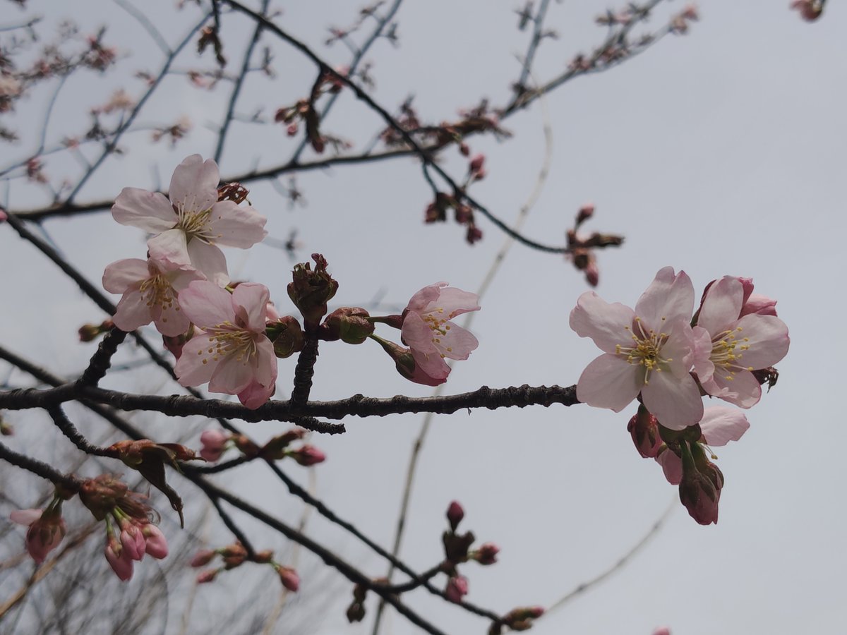 札幌市立大学 tweet media