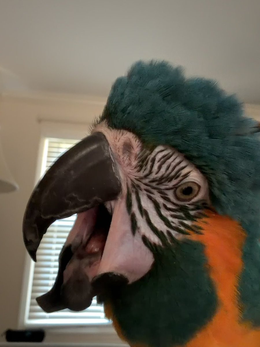 StylixDS's tweet photo. She always sticks her tongue out at the camera. It cracks me up https://t.co/AN07rfFLn5