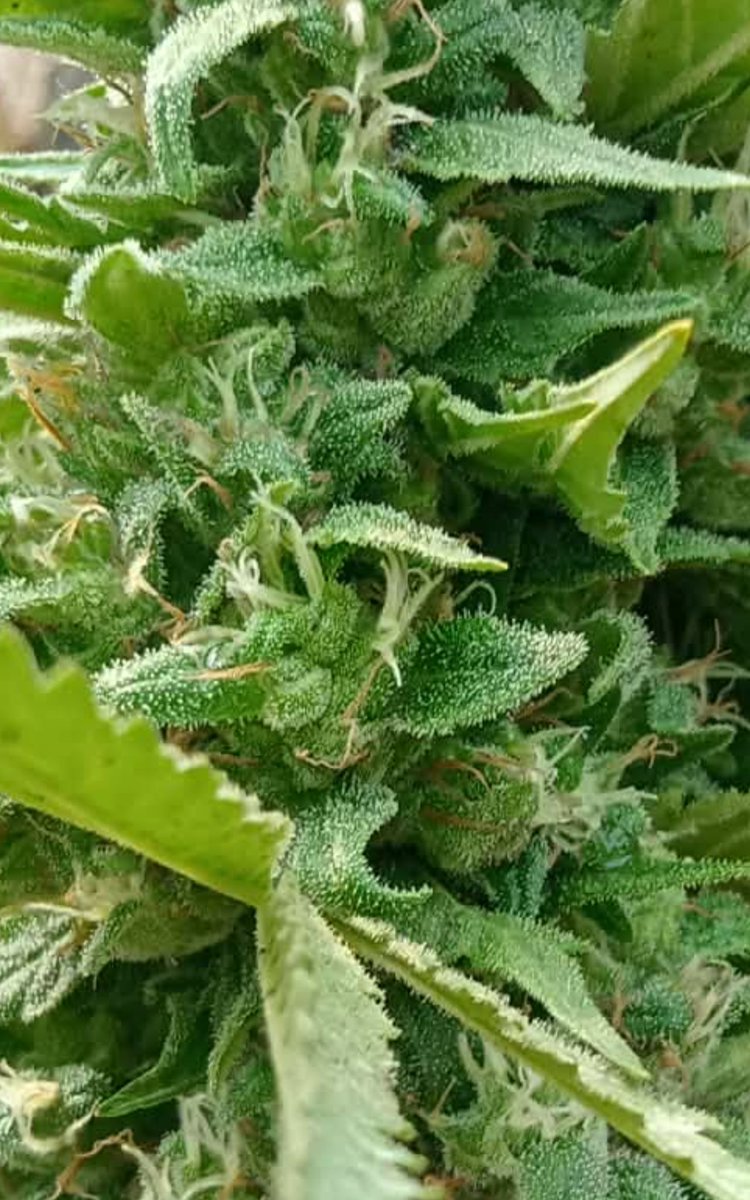 TammyZapam tweet media