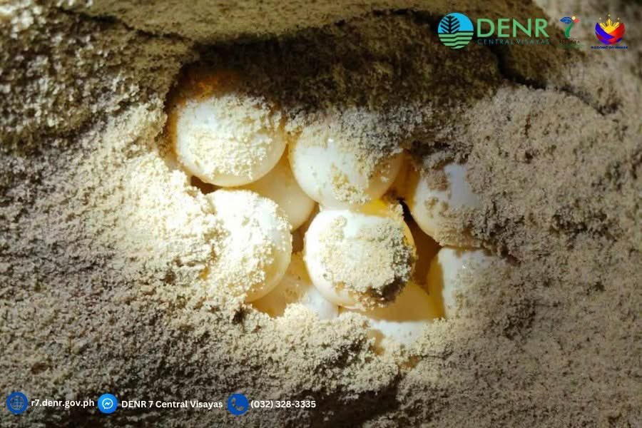 inquirerdotnet's tweet photo. LOOK: DENR-7 confirmed a green sea turtle nesting on April 25 along the shore of  Alona Beach in Panglao, Bohol. 

The site has been secured, with eggs expected to hatch in 45–70 days.  

Authorities urge the public to avoid disturbing the area to protect the hatchlings. | �� DENR-7 via @leoudtohanINQ /PDI