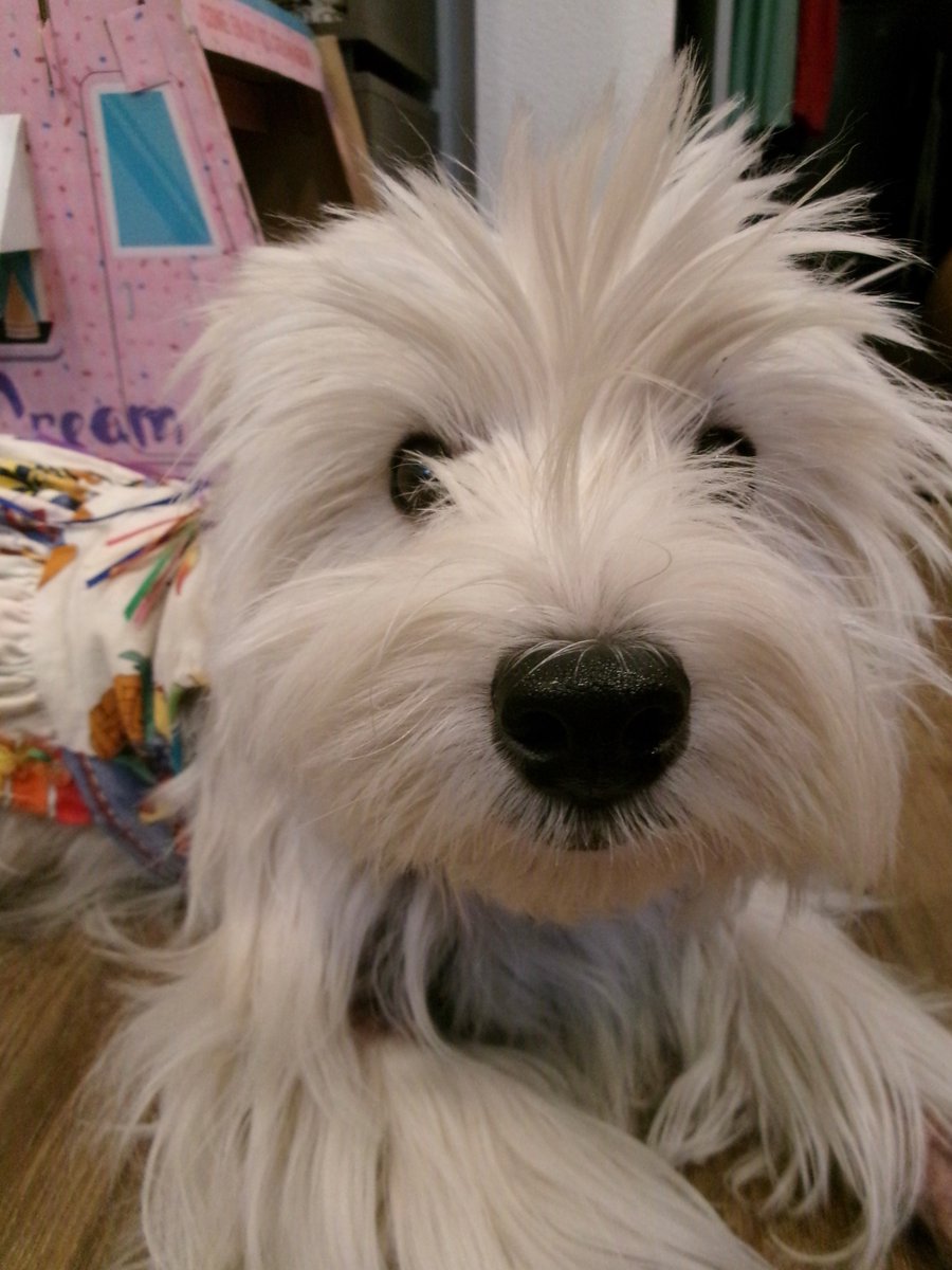 kinleywestie's tweet photo. At da #fiesta #poochparade! https://t.co/bB0xFYwkZp https://t.co/ryKrLGaWQX