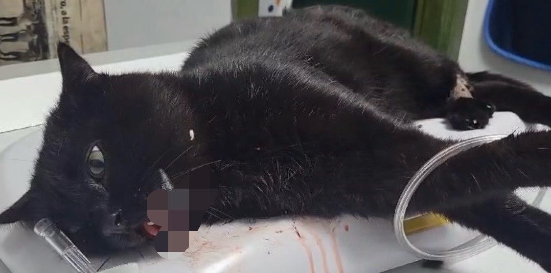 Coração Swiftie tweet media