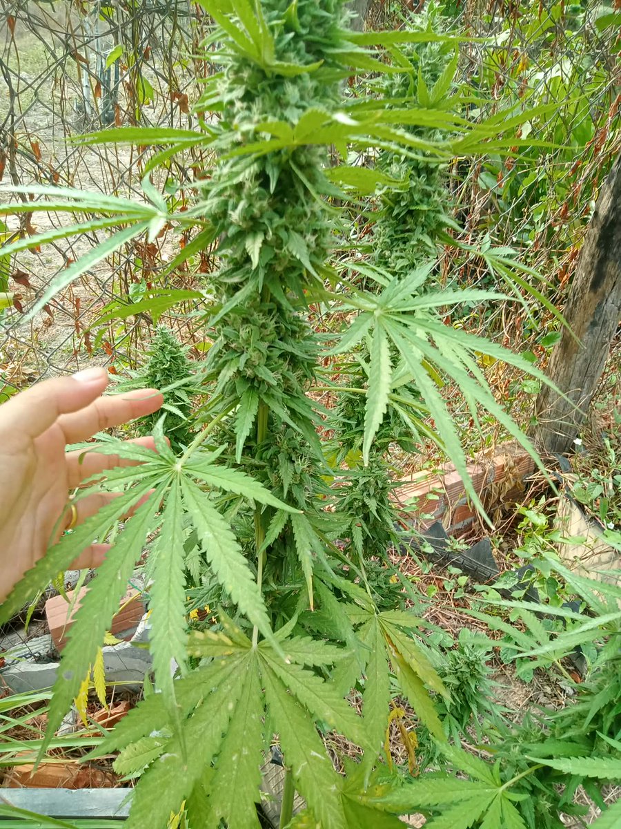 TammyZapam tweet media