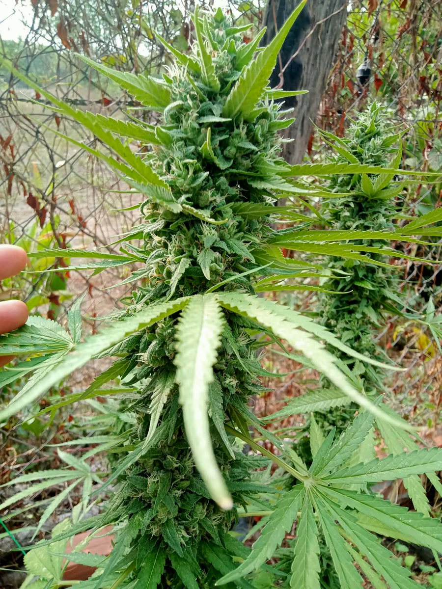 TammyZapam tweet media