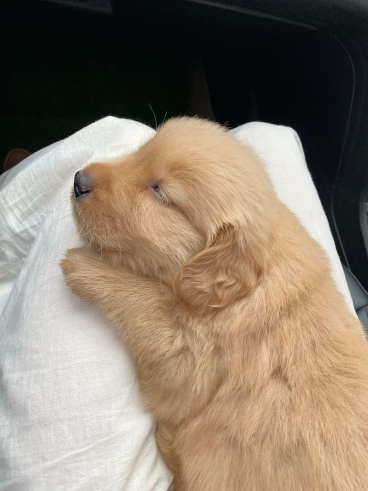 Popularpuppies © tweet media