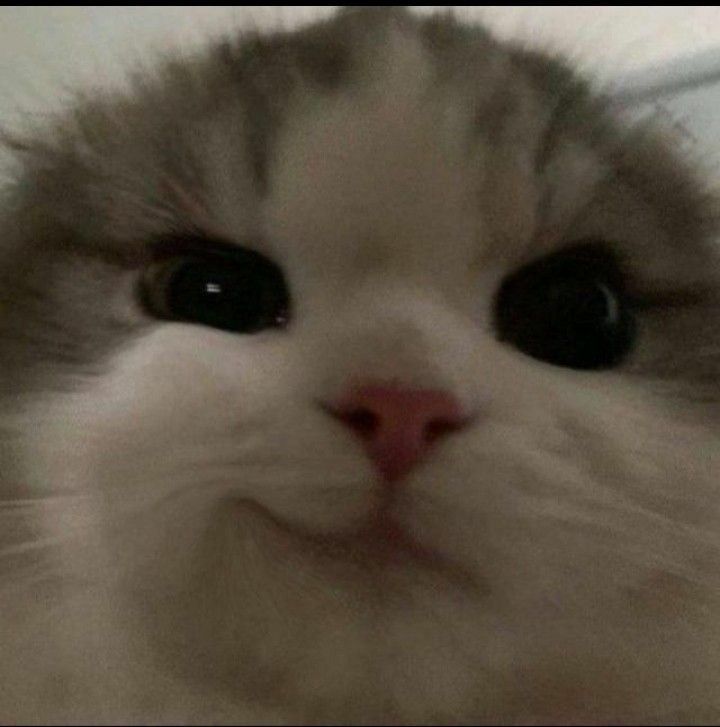 Kyungsoo                                     Kyungsoo but a cat