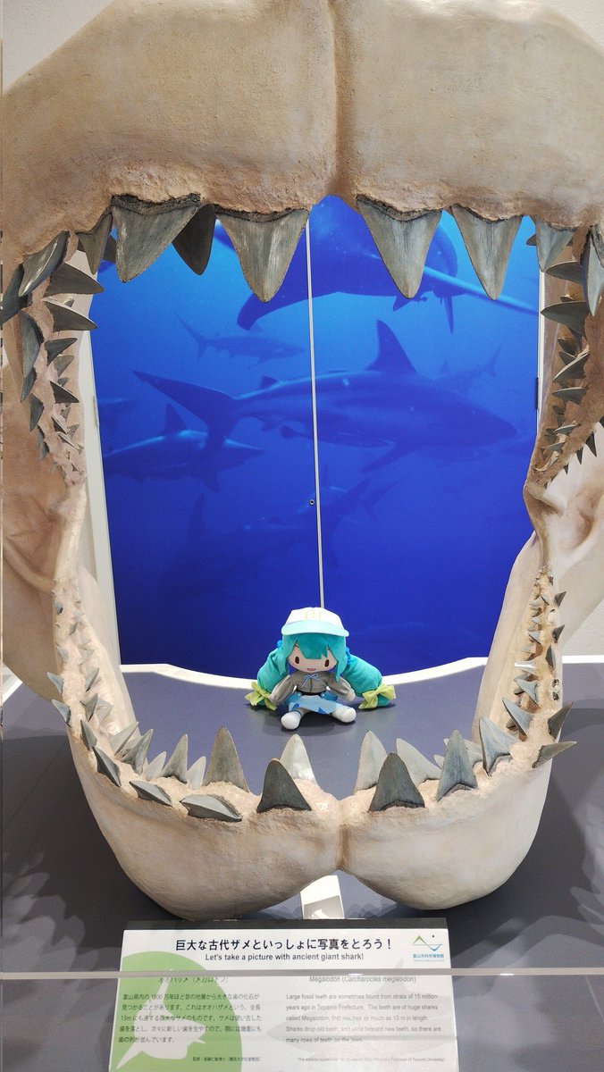 塩那しらす🍁 tweet media