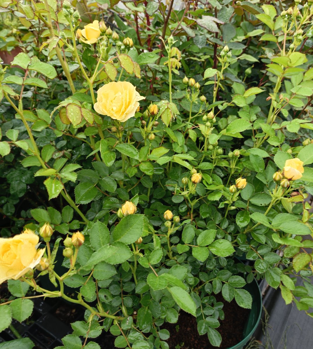 まるちゃん🌹🐱🐕🐾🐾 tweet media