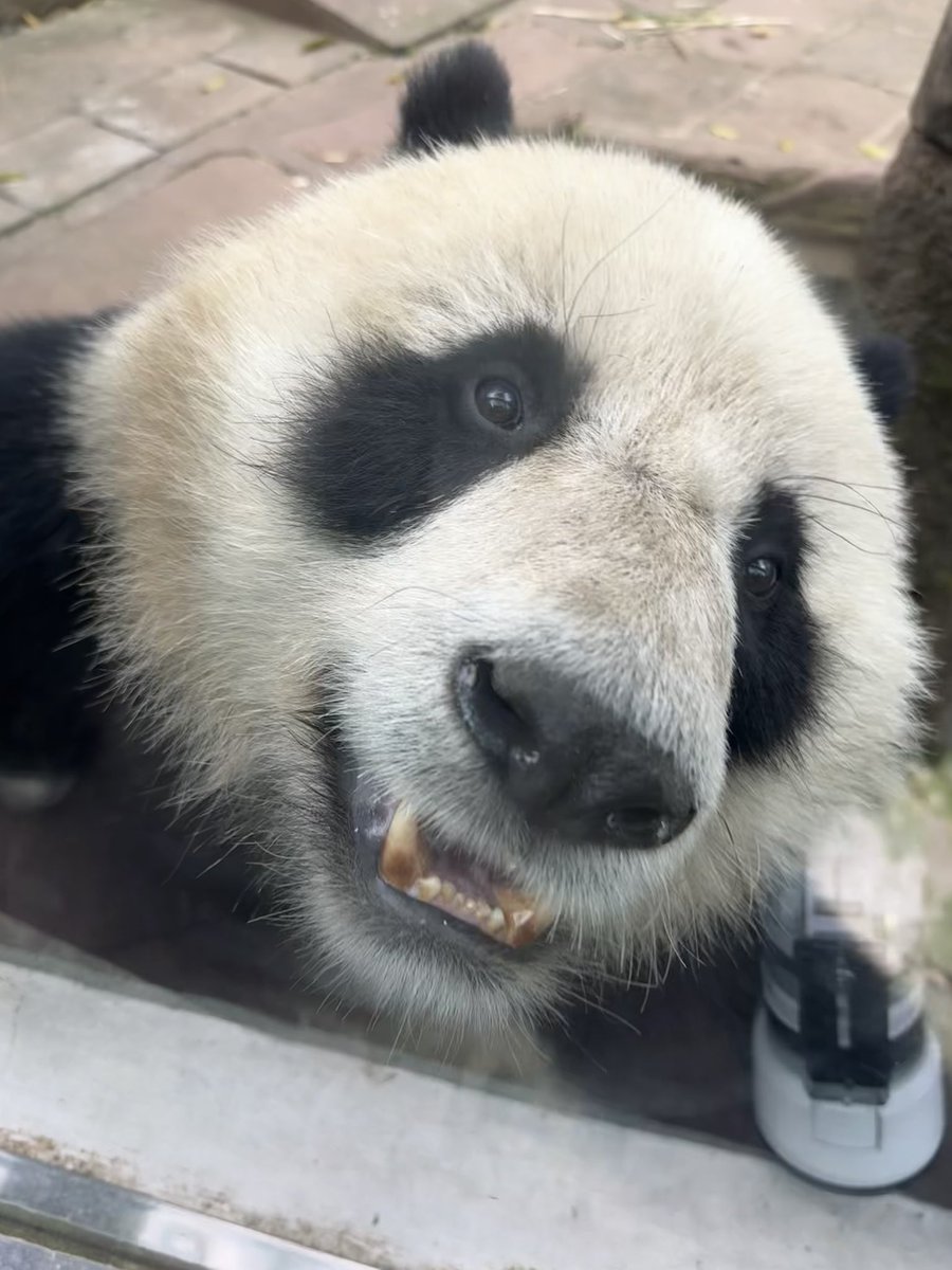 📸 260426 超可爱的钢镚儿🥰