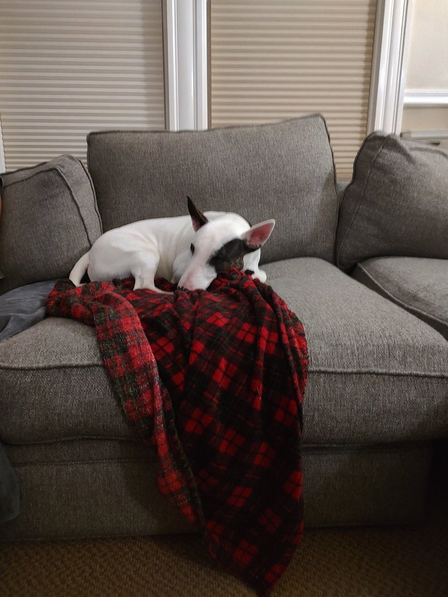 rexthetvterrier's tweet image. Goodnight everyone 💞. Dream of a better world ☮️.  I know that's not easy right now.   #Goodnighteveryone #KindnessMatters #WeMissYouRex #Dogs #LoveYouRex #SweetDreamsSpike