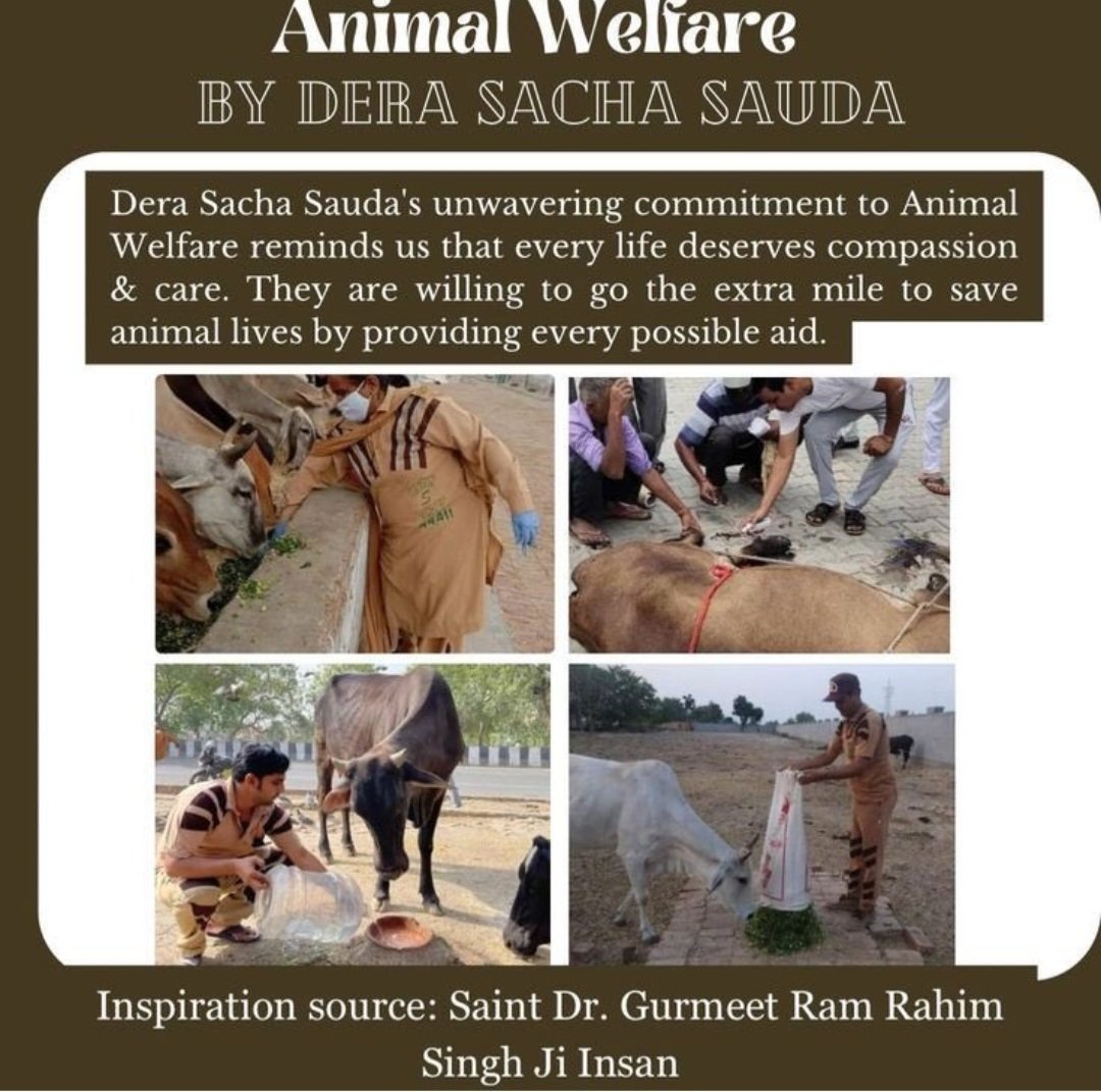 Humanitywork86's tweet photo. Every living being deserves care and protection. Volunteers of Dera Sacha Sauda, under the guidance of Saint Gurmeet Ram Rahim Ji, work selflessly to heal injured animals, tie reflective bands for their safety, and provide them with food and care.
🐾💚
#AnimalWelfare https://t.co/gJ8TBNGMkl