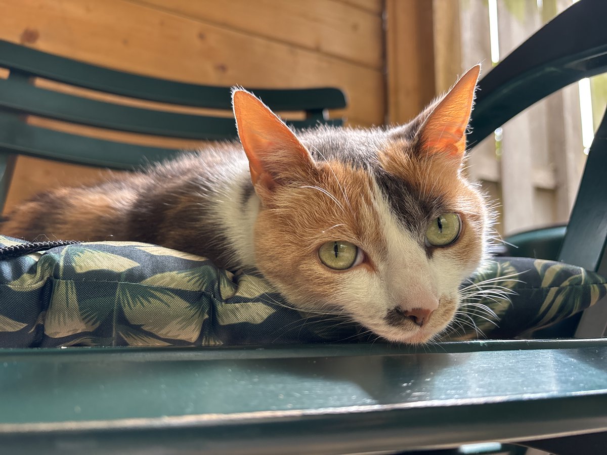 aniavilllegas's tweet image. #fotógrafos #trip #phototrip #fotógrafa #fotografía #fotos #foto #hacerfotos #canon #gatos
