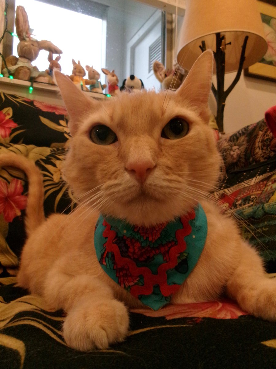 TravisTabbyCat's tweet photo. #sundayselfie https://t.co/t98oYYziGG https://t.co/K8Z677K5yu