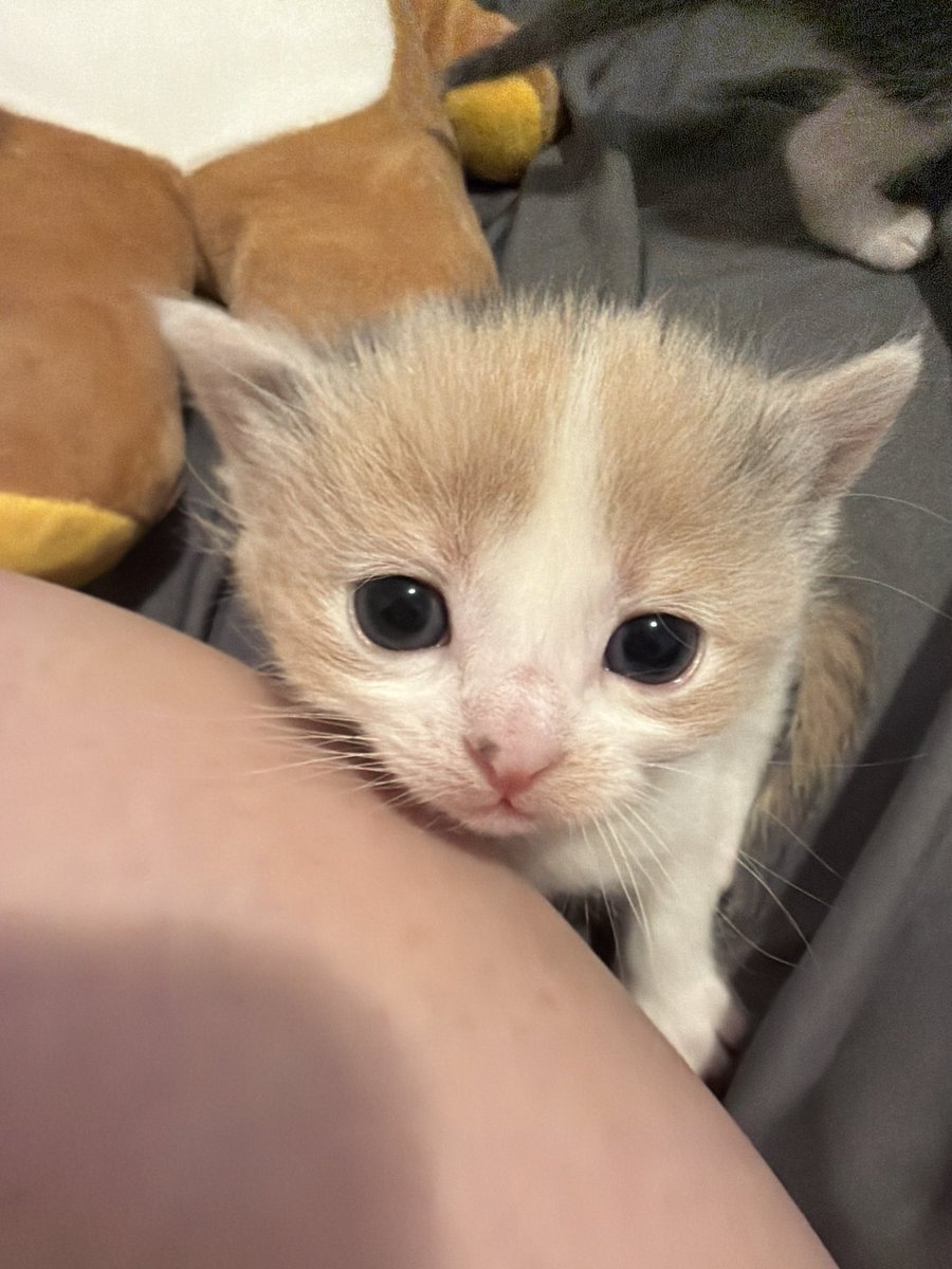 star ｡･:*:･ﾟ★ i love my friends 🎀 tweet media