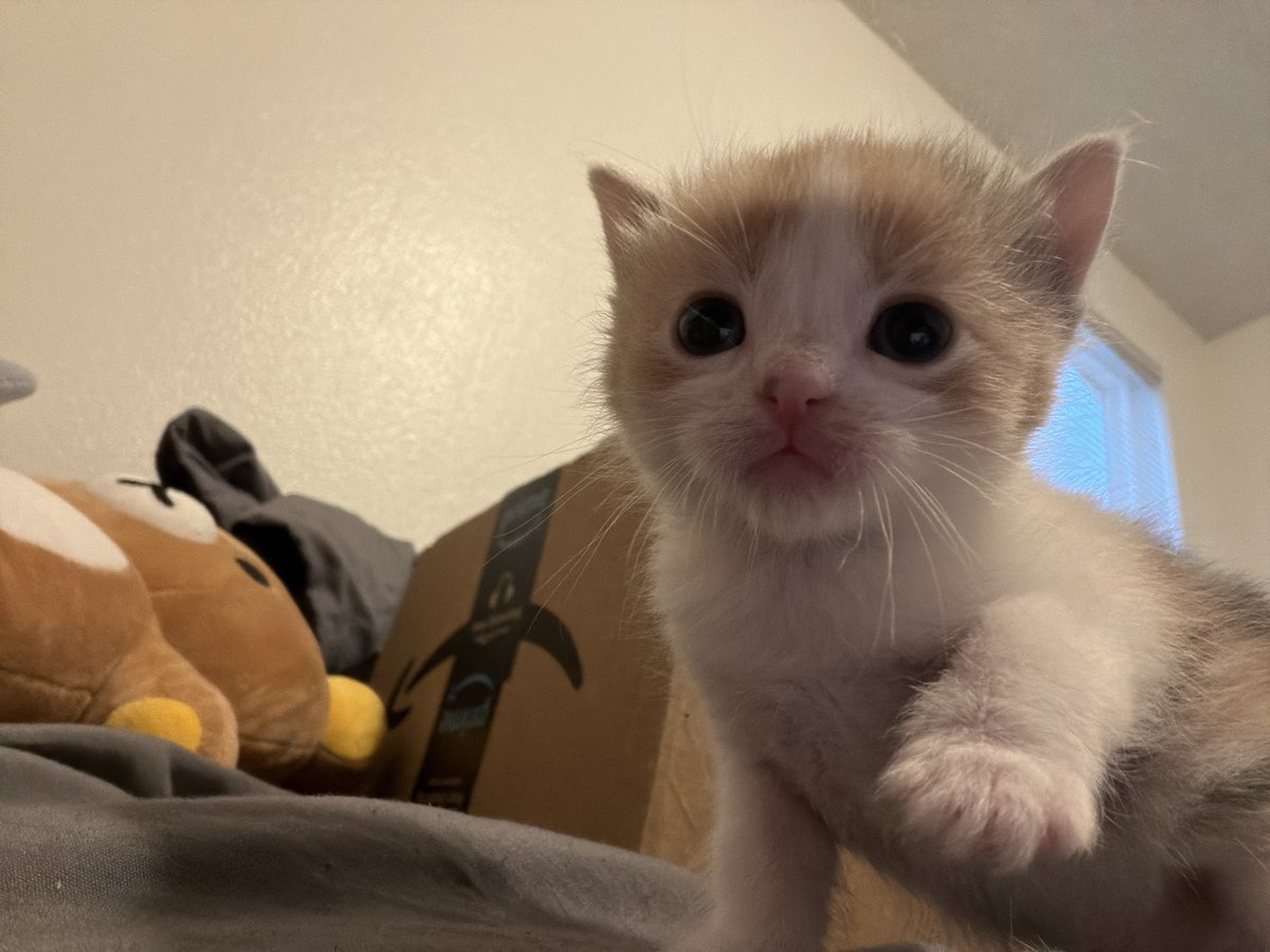 star ｡･:*:･ﾟ★ i love my friends 🎀 tweet media