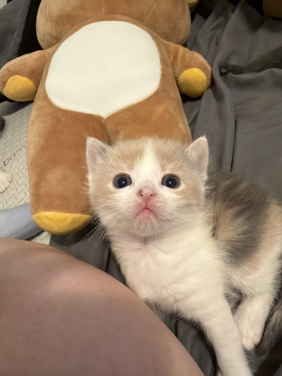 star ｡･:*:･ﾟ★ i love my friends 🎀 tweet media