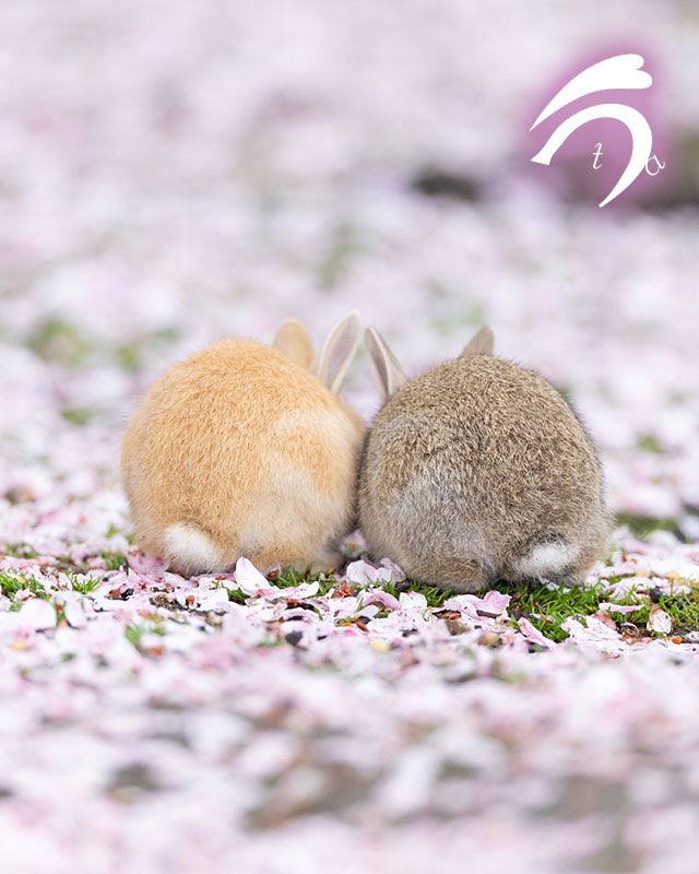 utajima's tweet photo. 桜の絨毯とうさぎさんの後ろ姿🌸🐇💕

#けつようび https://t.co/JNC3baAxno