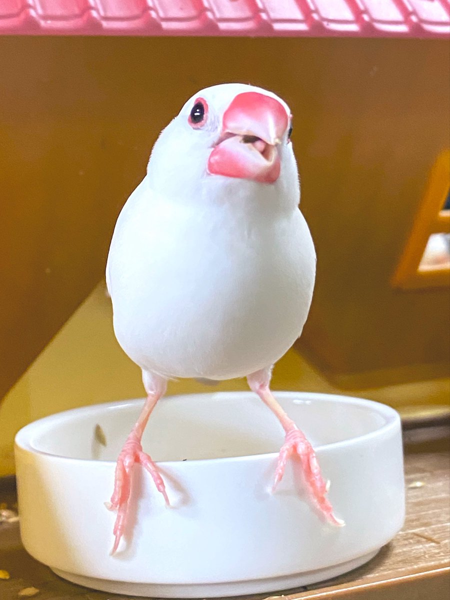 すっとぼけ舌ペロ！
寄り目舌ペロ！！
挑発舌ペロ！！！

朝から舌ペロ大量確保(  ¯﹀¯  )ﾑﾌ