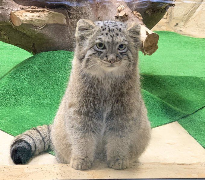 woof "pronouns" woofington tweet media