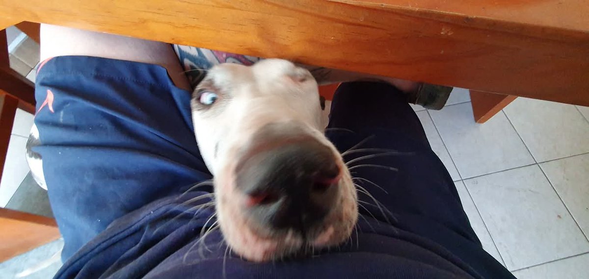 Pierrothsky's tweet image. Oli... tendrá un pedaazo de queso? #Freyja