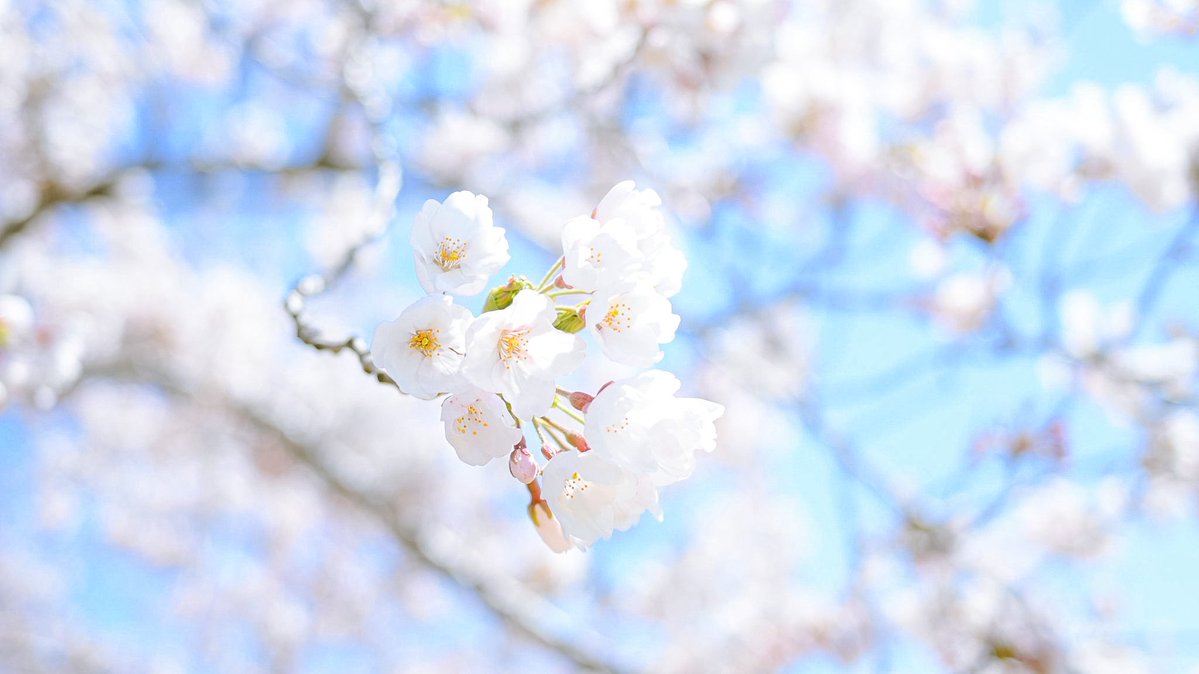 照坂🐾 (@telllll_0) on Twitter photo 