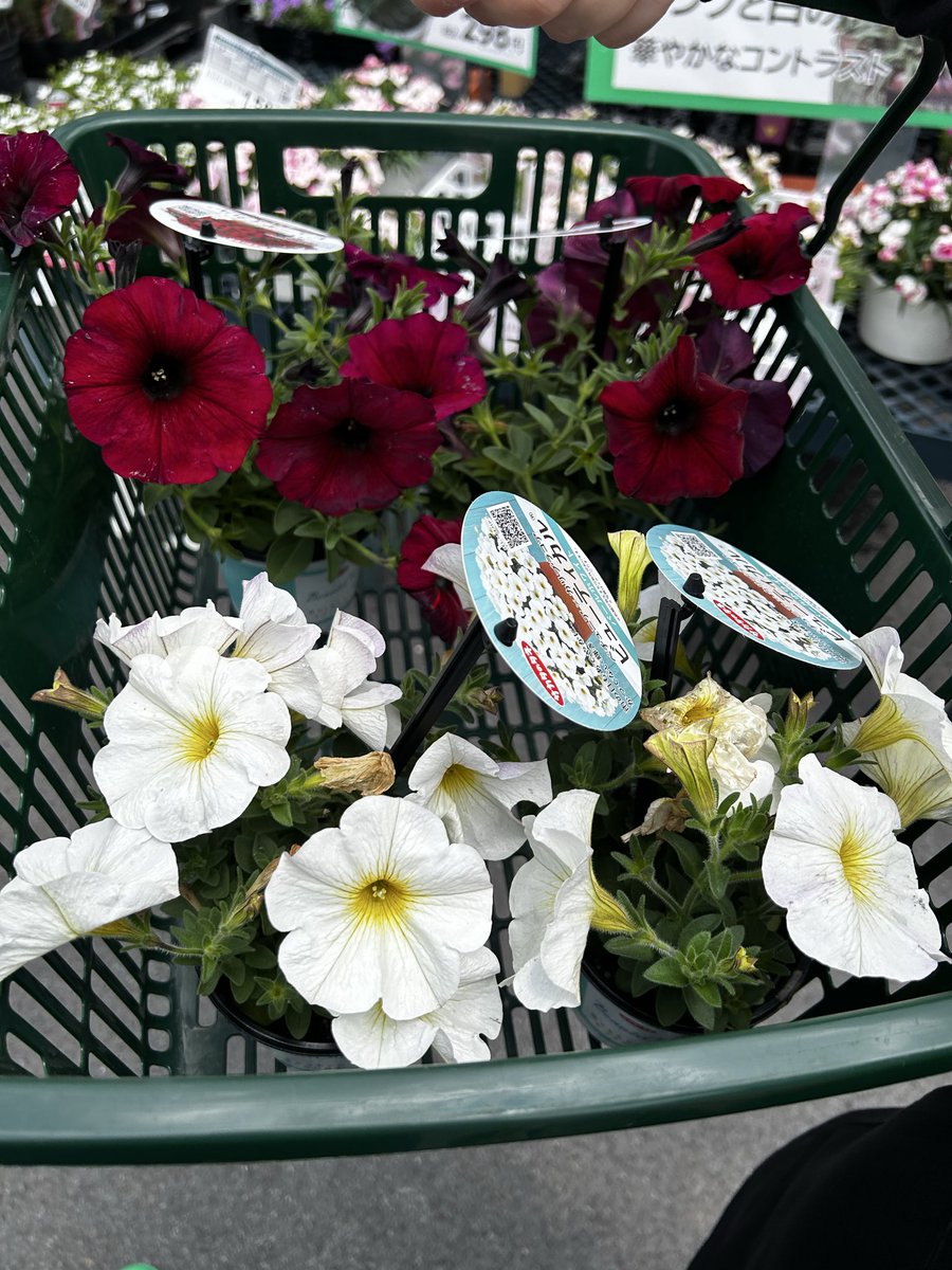 よっち tweet media