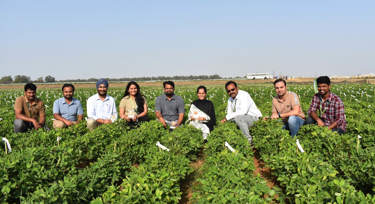 ICRISAT's tweet image. #PressRelease #News

ICRISAT Scientists Decode the Genetics Behind Seed Coat Removal in Industry-Ready Groundnut

In a significant breakthrough for groundnut improvement, ICRISAT researchers have unraveled the genetic basis of blanchability—the ability to easily remove the seed