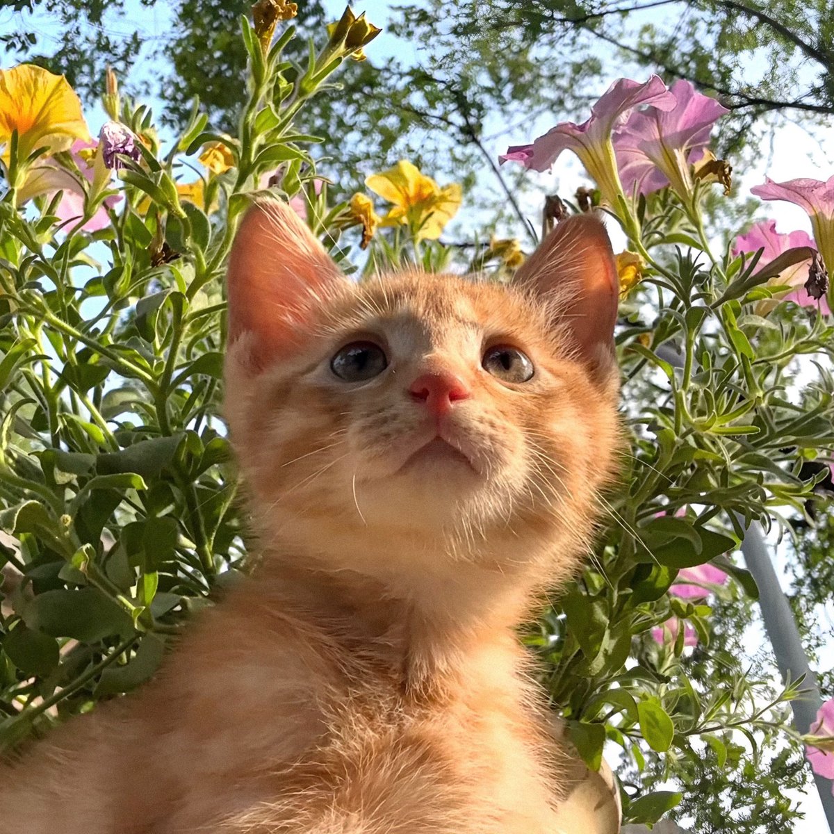 bubble *( slow ) 🐶✈️ tweet media