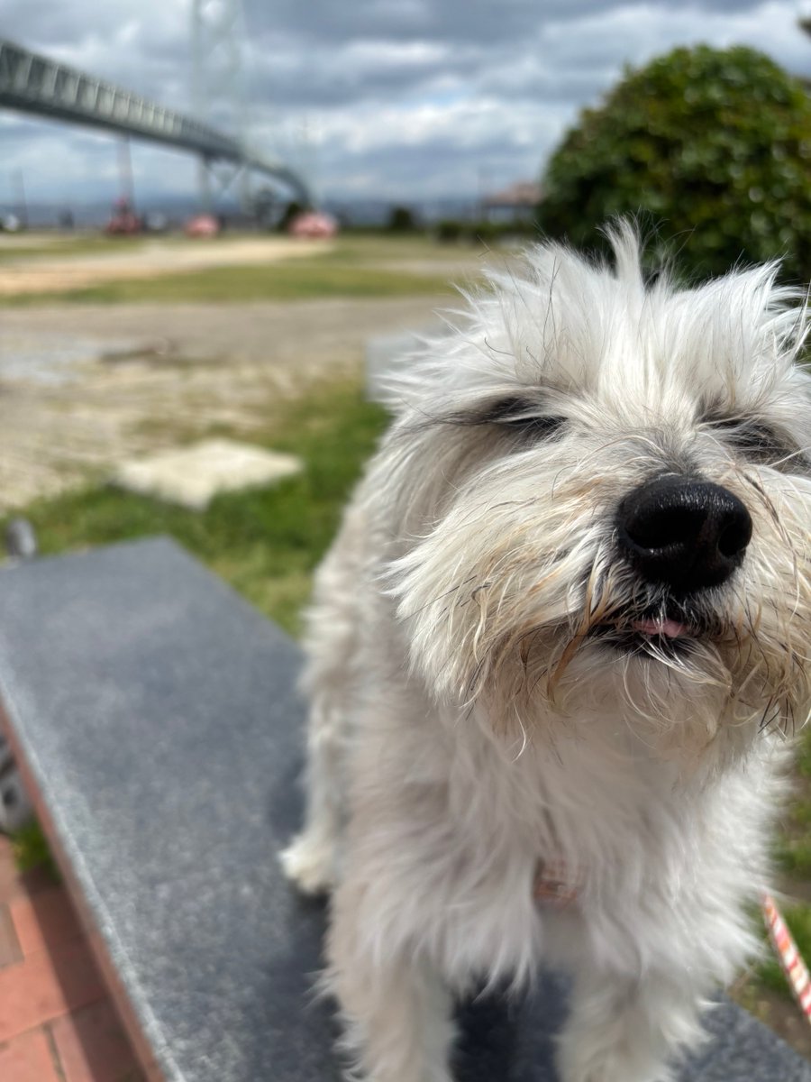douman with dog tweet media