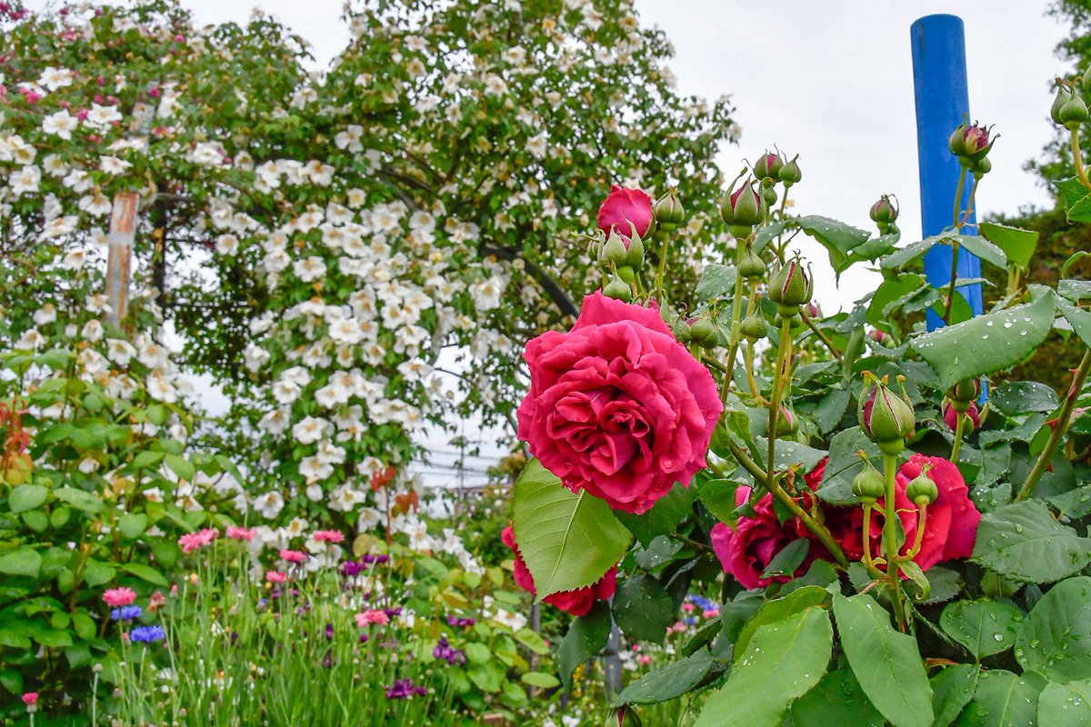昨夜の雨から一転、バラたちがたくさん咲いてきています！

今日は原種のバラがある「オールドローズガーデン」エリアでの写真をおすそ分け🫶

オールドローズは一季咲きのものが多いので、春のうちにぜひご覧になってくださいね！
#バラ園