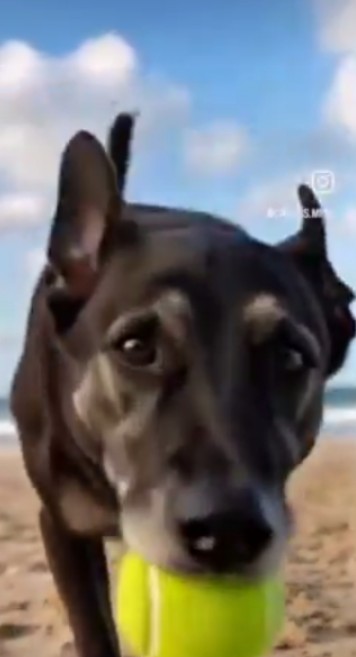 PhaedraXTeddy's tweet image. Dog Victim of online "challenge" caught a drone with his mouth which made the nephew of a Brazilian tennis player big mad. 
The millionaires released a video of themselves reenacting the night of an online "challenge" that left a dog broken beyond repair. Is #Brazil 🇧🇷 capable of