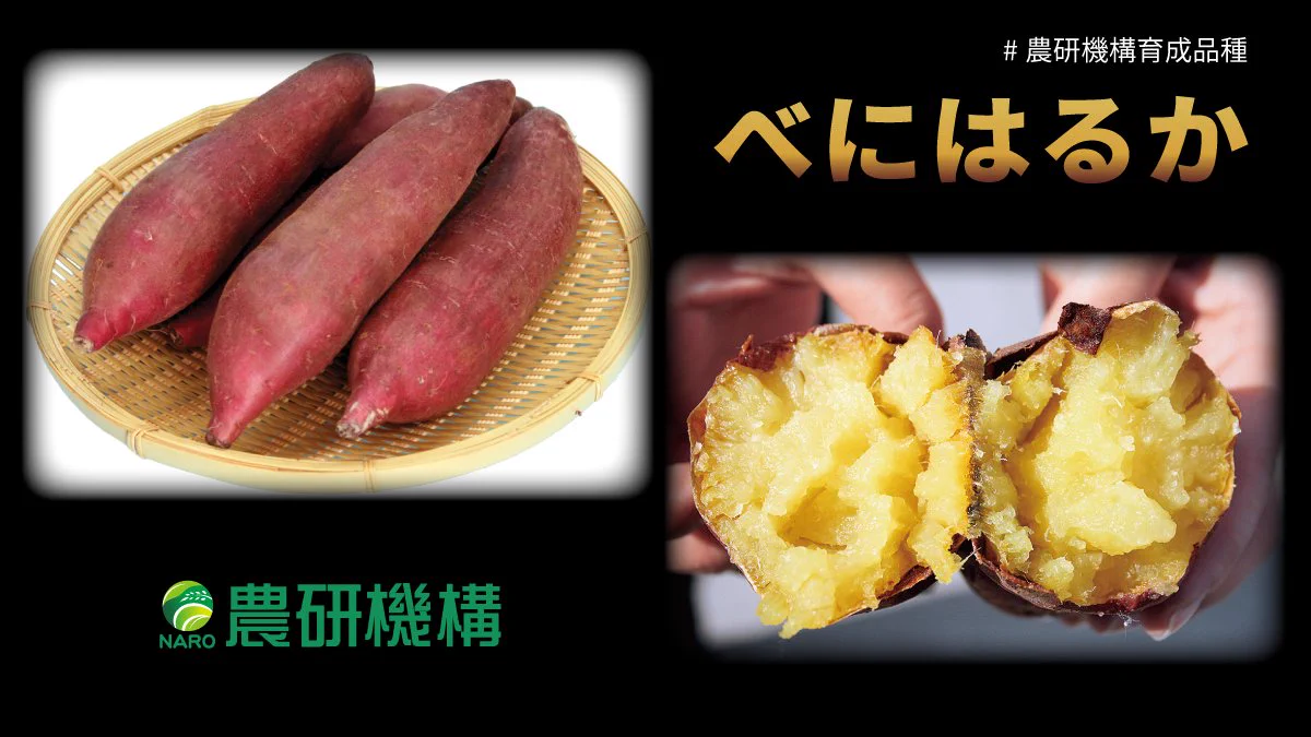 HG4_45GbMAE84s9?format=webp&
