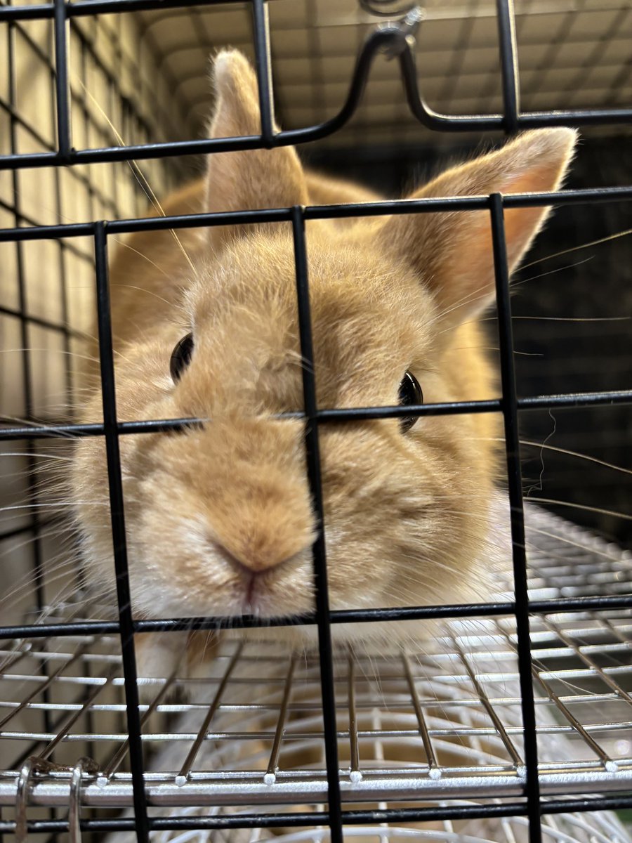 sippo_kichijoji's tweet image. ふんふん…
魅惑のY

#うさぎと暮らす #うさぎのしっぽ吉祥寺店  #bunny #토끼 #うさぎ好きさんと繋がりたい