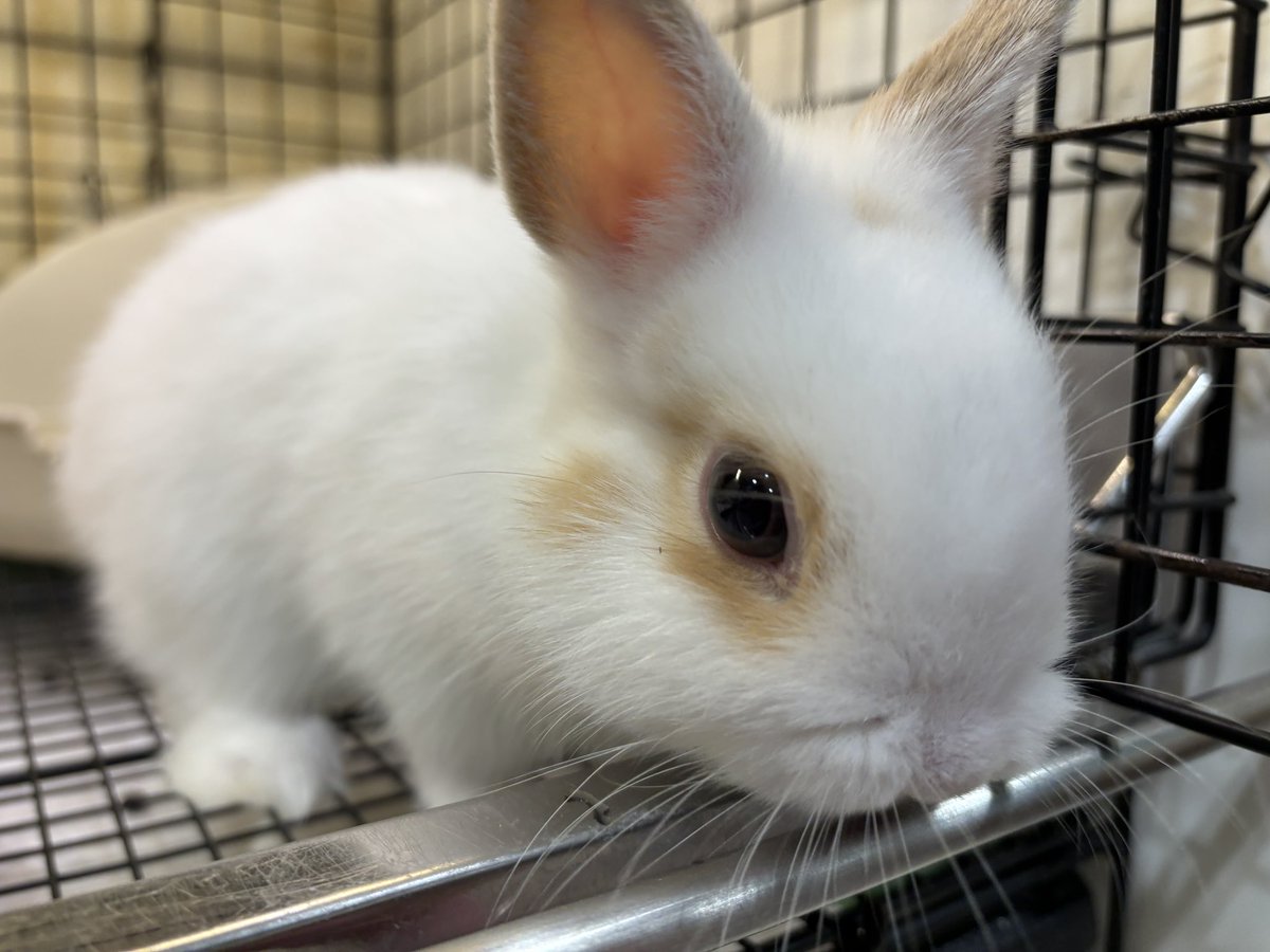 sippo_kichijoji's tweet image. こーーんなに可愛い😍
ブロークンフォーン男子❣️

#うさぎと暮らす #うさぎのしっぽ吉祥寺店  #bunny #토끼 #うさぎ好きさんと繋がりたい