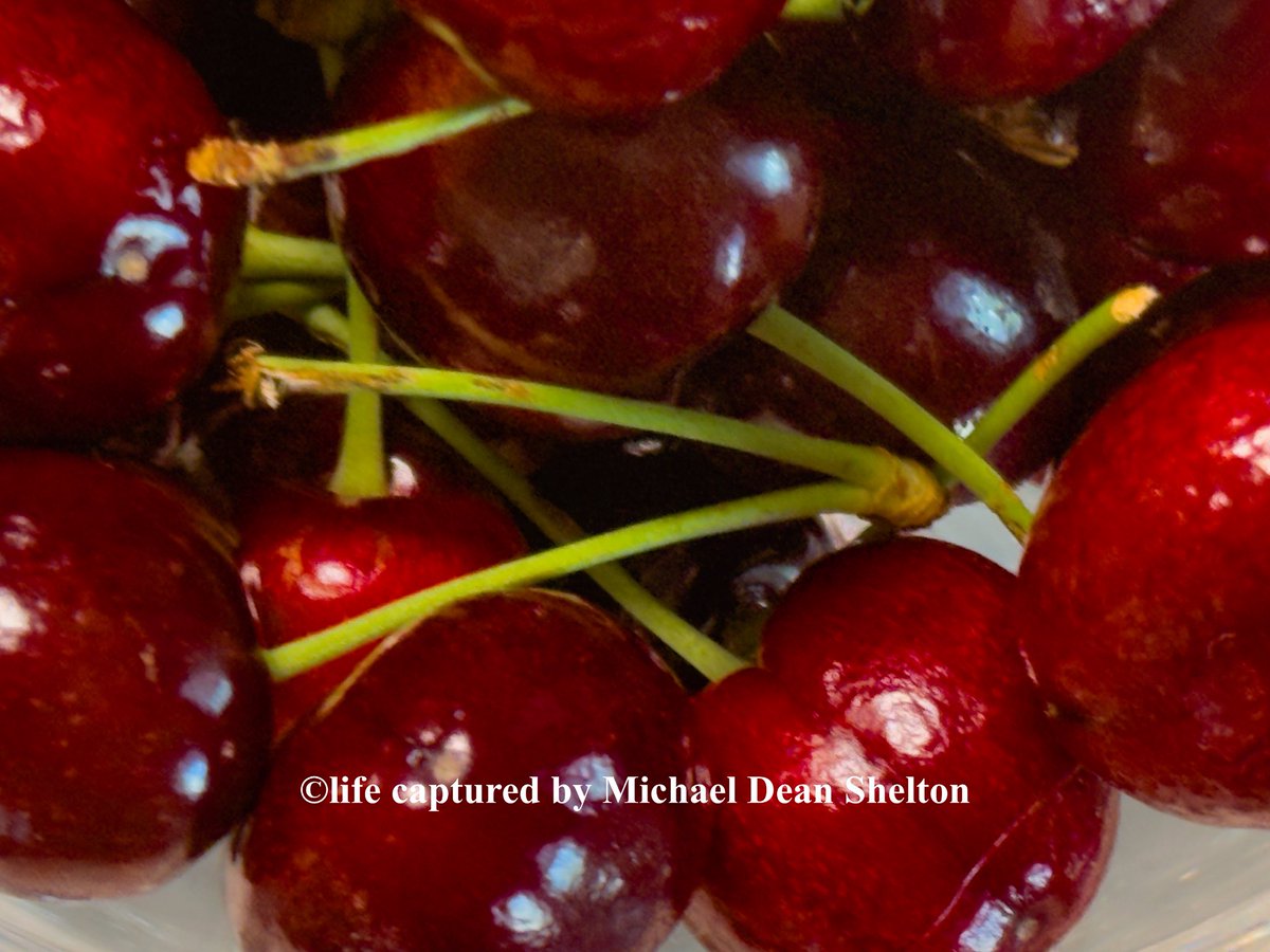 michaeldean0116's tweet image. Cherries 
Rockwater Village 
Little Rock Metro AR
April 26th     2026

 #photography #fruit  #portrait #cherries
  #Arkansas