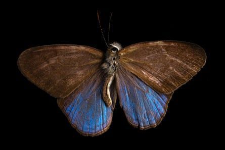 MikeHudema's tweet image. This is heartbreaking. As #forests are cut down, butterflies are losing their colours: buff.ly/PUDcmW9 

Nature is amazing. Protect it.