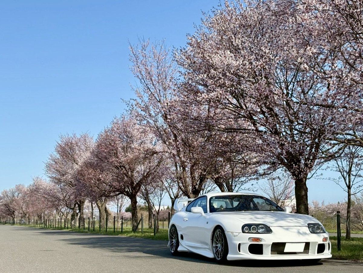 piccolo_DLF33's tweet photo. 北海道でも桜が満開になりました🌸

スープラも完成間近👀 https://t.co/VTsk0RQCYU