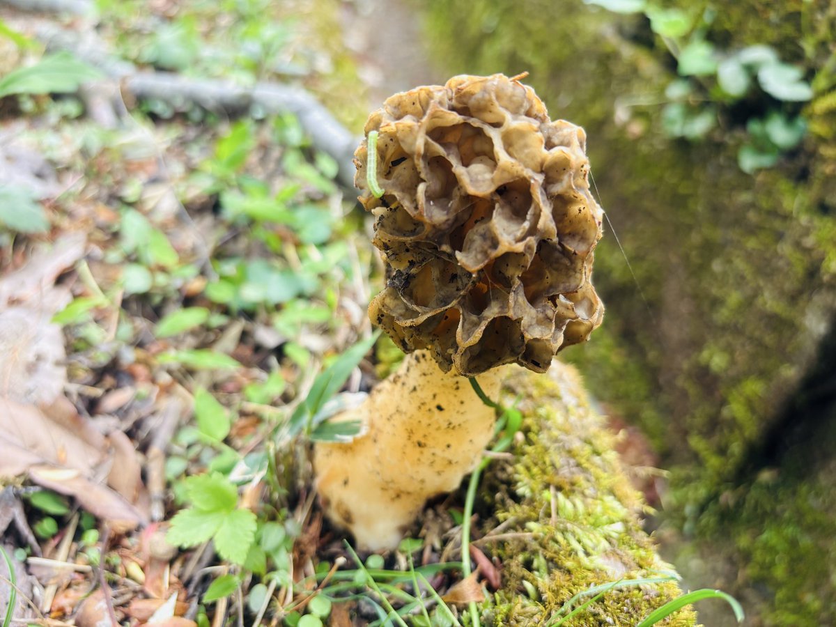 🍄すが(−10歳肌)🍄 tweet media