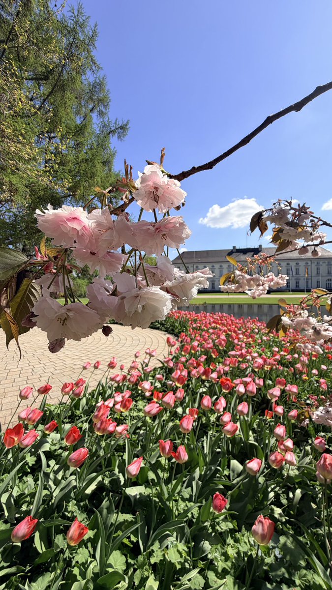 GermanyinJapan's tweet photo. 写真は、ベルリンの大統領官邸「ベルビュー宮殿」の庭にある桜の木の先週の様子です！
約15年前、日独交流150周年を記念し、ヴルフ元大統領と当時の皇太子徳仁親王殿下（現・天皇陛下）とともに植樹されたものです🇯🇵🇩🇪
この桜は「日独交流の絆」として、毎年この時期に美しい花を咲かせています🌸 https://t.co/5s3G8Y1shT