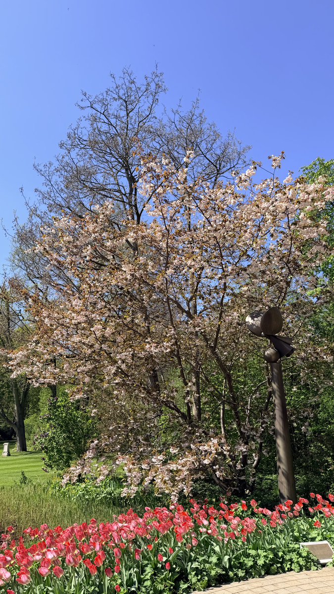 GermanyinJapan's tweet photo. 写真は、ベルリンの大統領官邸「ベルビュー宮殿」の庭にある桜の木の先週の様子です！
約15年前、日独交流150周年を記念し、ヴルフ元大統領と当時の皇太子徳仁親王殿下（現・天皇陛下）とともに植樹されたものです🇯🇵🇩🇪
この桜は「日独交流の絆」として、毎年この時期に美しい花を咲かせています🌸 https://t.co/5s3G8Y1shT