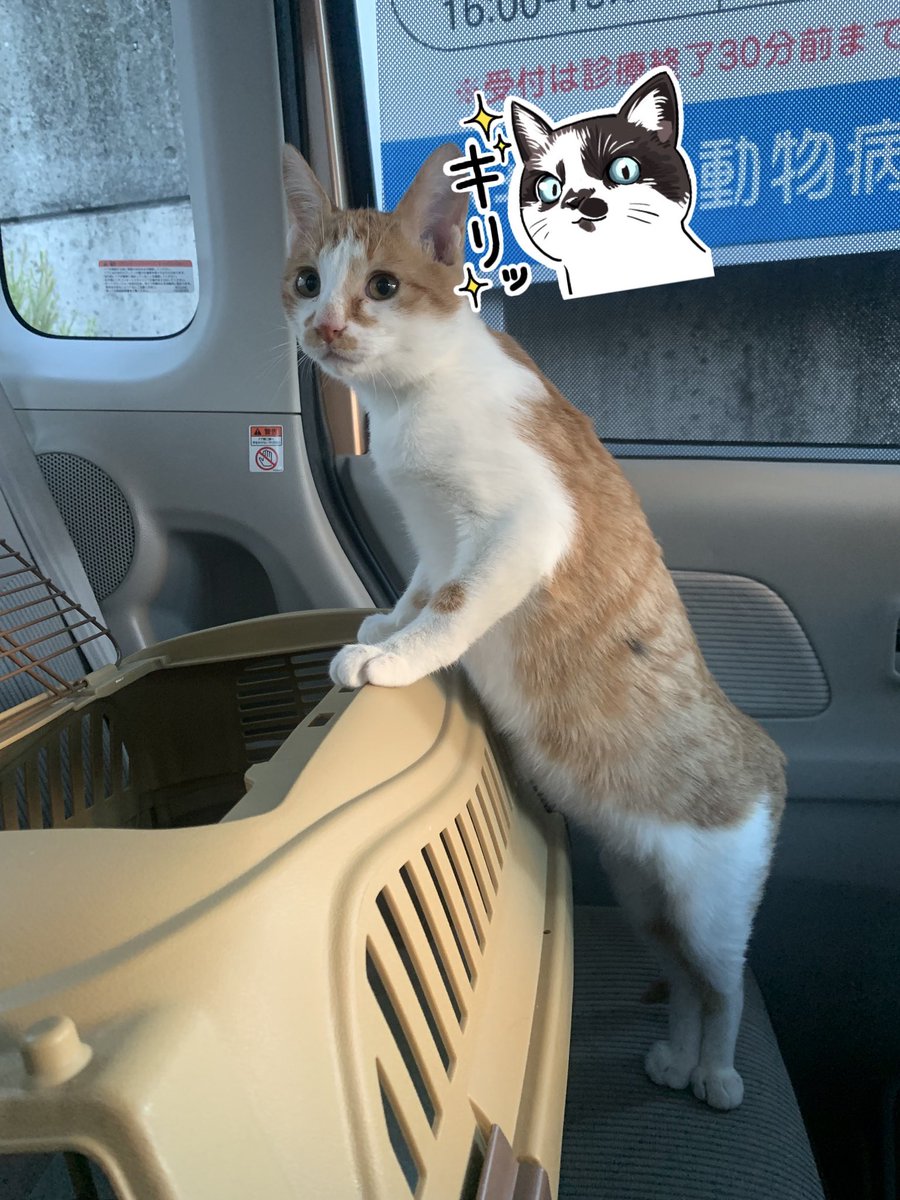 ゴルと11ニャンズのママ tweet media