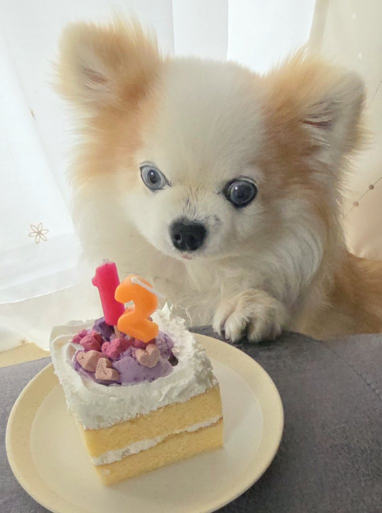 誕生日、
ケーキが嬉しかったシーさん😁

シーへお祝いメッセージやいいね♥、たくさんありがとうございました🙏
あらためて12しゃいのシーをよろしくお願いいたします🥰

#保護犬カフェ西八王子卒業生