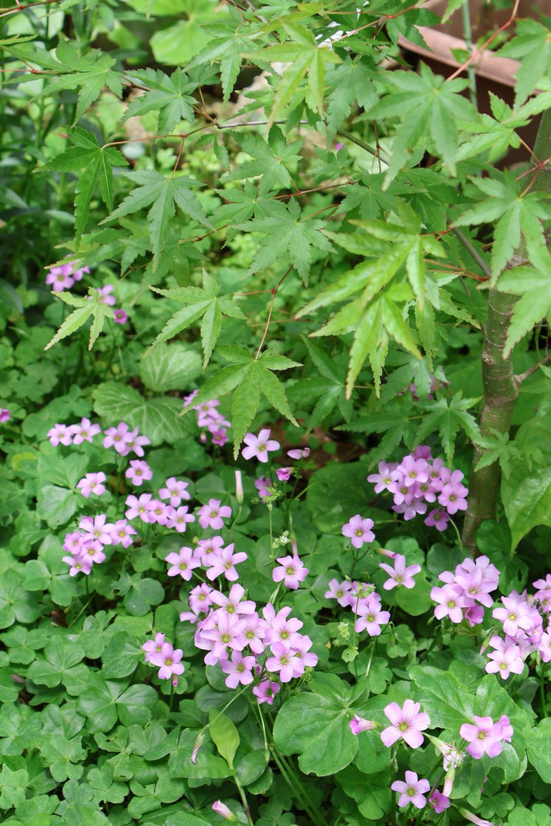 hinawith0317's tweet image. 紅葉とムラサキカタバミ。
比奈ちゃん写真撮るの下手になってしまったかもと思いながら、
写真見返してる。

#ミラーレス
#Canon
#植物の写真