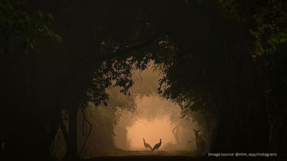 Shreyovi Mehta, es una niña de 10 años  que ganó un premio internacional de fotografía📸. De entre casi 60,000 tomas, la suya fue elegida por el BBC Wildlife Photographer of the Year, un evento que los profesionales llaman Los Oscar de la fotografía de vida silvestre. Aquí👇🏻 te
