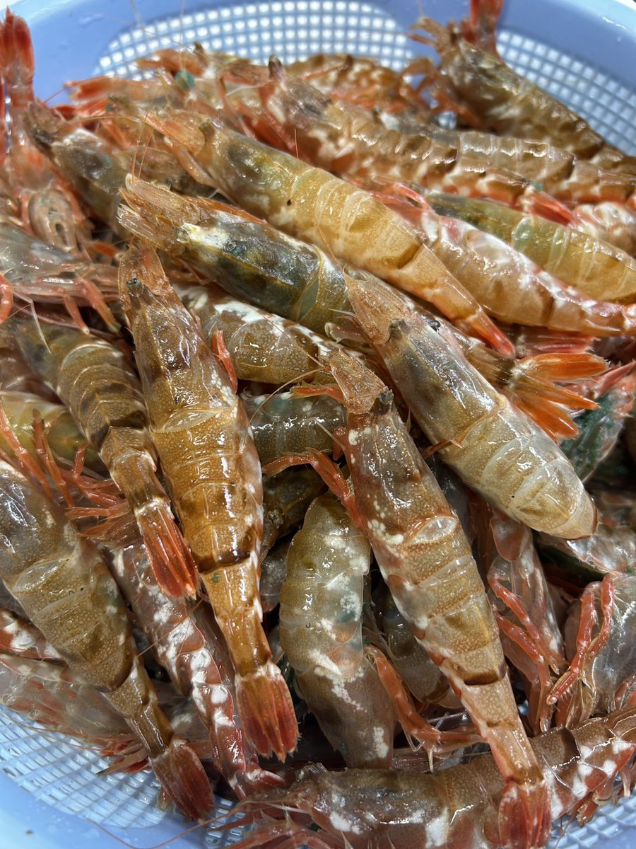 お食事処あじろや【岩美町 海鮮食堂】 tweet media